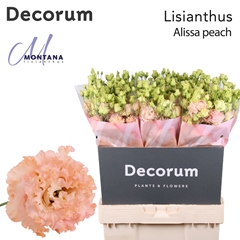 Eus G Alissa Peach 70cm