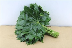 Fatsia Japonica Blad 40cm