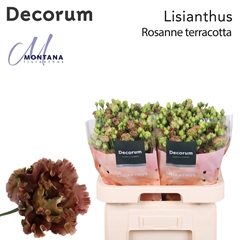 Eus G R L Terracotta 70cm