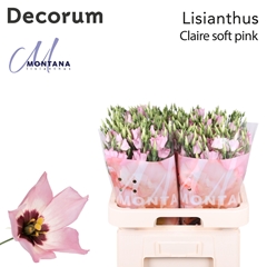 Eus E Claire L Pink 70cm