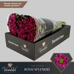 Chr San Rossi Splend 55cm 110g