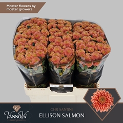 Chr San Ellison Salm 55cm 115g