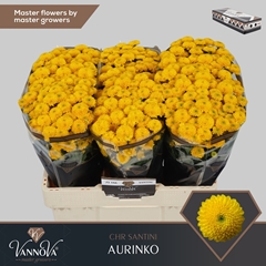 Chr San Aaa Aurinko 55cm 110g