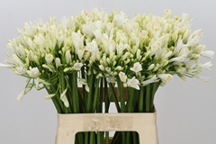 Agap Gletsjer 60cm