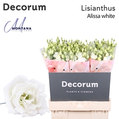 Eust G Alissa White 70cm