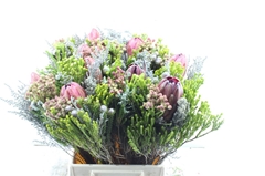 Protea Per Bunch 3 Punt 50cm