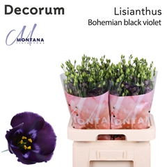 Eus E Bohemi Black Vio 70cm