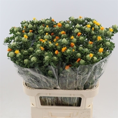 Carthamus Decogroen 80cm 30gram