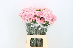 Di St Romance 70cm 23