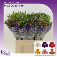 Alstr Mixed 60cm 40gram
