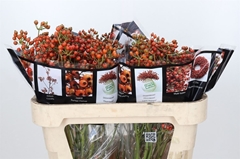 Rozenbottel Autumn Rosefruits 70cm!!