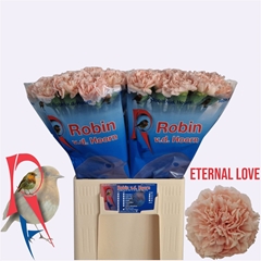 Di St Eternal Love