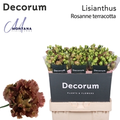 Eus G R L Terracotta 70cm