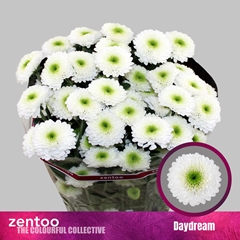 Chr T Daydream 70cm 80gram