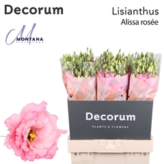 Eust G Alissa Rose Pi 70cm