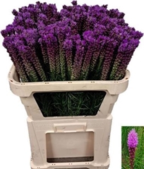 Liatris Callilepis