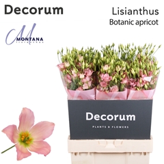 Eus G Botan Apricot 70cm