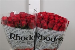 R Gr Rhodos 60cm 5,5cm