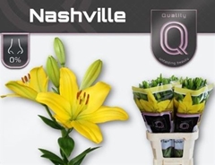 Li La Nashville 90cm 55+