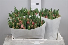 Tu Du Columbus 38cm 30gram 12