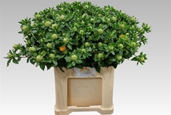 Carth T Zanzibar