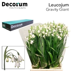 Leucojum Aestivum 45cm 20gram