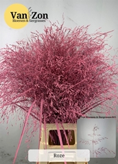 Siergr Ov Klb Roze