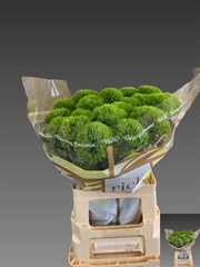 Di Barb Green Charm 70cm Ex