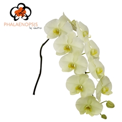Phal Limon Bella 80cm