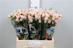 R Tr Sweet 4 Tune+ 65cm 45+