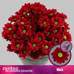 Chr T Mera 70cm 100gram