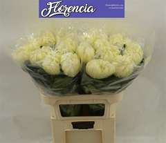 Chr G Vienna White