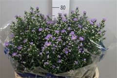 Ast Cassandra 80cm 40gram