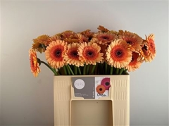 Germini Oreo 50cm 7cm Ø