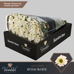 Chr San Rossi White 55cm 110g