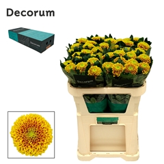 Chr G Tropicana 70cm 70gram