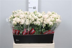 R Tr Royal Porcelina 60cm 55+