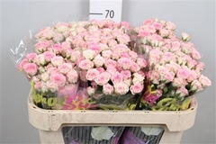 R Tr Creamy Twister 70cm 75+