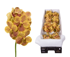 Vanda Su Banana Spot 20cm
