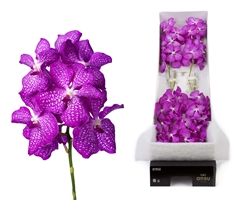 Vanda Kan Mag Pink 25cm