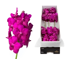 Vanda Cerise Magic 20cm