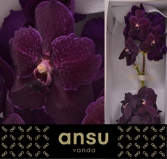 Vanda Ni Vel Blackb 20cm