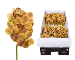 Vanda Su Banana Spot 20cm