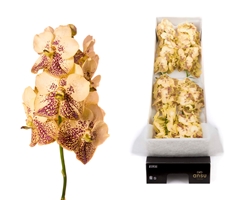 Vanda Su Yel Henna 20cm