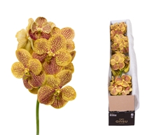 Vanda Su Banana Spot 20cm
