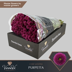 Chr San Aaa Purpetta 55cm 115g