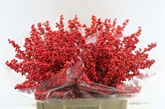Ilex Vert (RODE Bes) 60cm