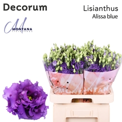 Eust G Alissa Blue 70cm