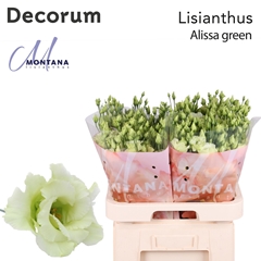 Eust G Alissa Green 70cm