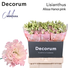 Eust G Alissa Pink 70cm